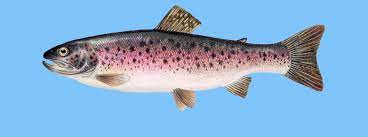Zander angeln regenbogenforelle geflochtene schnur fische angeln angelruten selber bauen pinterest app. Regenbogenforelle Der Wwf Fischratgeber