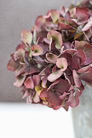 Le Jardin De L Il D Elle Chasingrainbowsforever Colors Purple And Dried Hydrangeas Hydrangea Beautiful Flowers