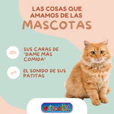Mascota 4