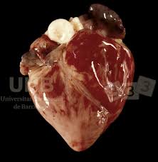 Myocardium Hemorrhage Atlas Of Swine Pathology Pig333 Pig To Pork Community