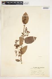 Image result for Tacazzea apiculata