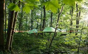 Search for wild woods in these categories. Wild Woods Wild Human