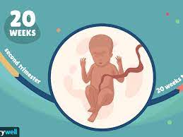 Healthy baby weight from 1 to 3 months. 20 Weeks Pregnant Baby Development Symptoms And More