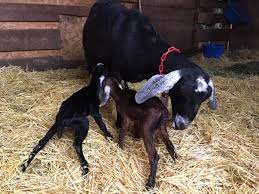 When To Wean A Goat And Tips For Success Backyard Goats