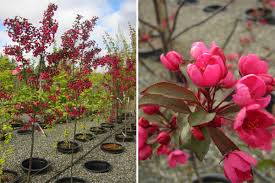 We did not find results for: Prairiefire Flowering Crabapple 10 Gl Size Cloud Mountain Farm Center Nursery