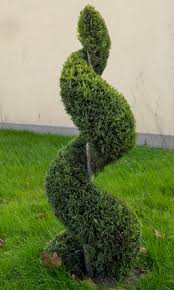 Image result for spiral cut juniper trees