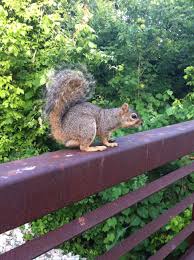 Lots Of Squirrels Around The Trail Town Lake Town Lake Squirrel Lake