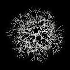 top view of winter american beech tree isolated on black background trees top view tree plan photoshop tree of life artwork tree plan photoshop tree
