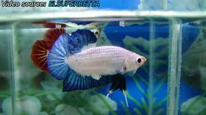Banyak ikan cupang warna warni berbagai jenis dan harga yang berbeda beda. Blue Dragon Betta Fish Super Rare Betta You Have Never Seen Before Youtube
