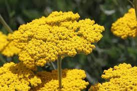 How To Grow And Care For Yarrow Gardener S Path