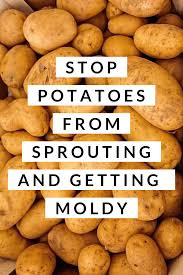 If they are also wrinkled and soft, then they will have no taste and be deficient in nutrients. The Best Ways To Store Vegetables And Fruit Produce To Keep It Fresh Moodandhealth Vegetablestorage Recipes Storing Vegetables Recipes How To Store Potatoes