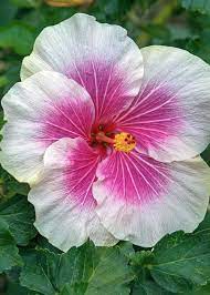 Bicolor Hibiscus Greeting Card For Sale By Sally Weigand In 2021 Hibiscus Flowers Hibiscus Plant Hibiscus