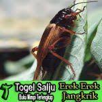 Nomor jangkrik telah dapat ditemukan di halaman 27 dan 66 dari nomor undian, nomor 56 untuk yang baru jenis kerekan digital. Erek Erek Jangkrik Di Buku Mimpi 2d 3d 4d Dan Kode Alam Di 2021 Jangkrik Mimpi Alam