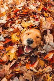 Tumblr Is A Place To Express Yourself Discover Yourself And Bond Over The Stuff You Love It S Where Your Interests Conn Dog Photoshoot Fall Dog Cute Animals