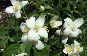This native of southern china has a large delicate white flower. The Fragrant Garden A Word On The Fragrance Of California Native Plants