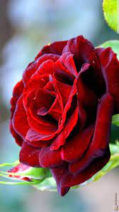 Colorful flowers wallpaper | self adhesive wallpaper, wall mural, removable wallpaper, temporary wallpaper #14, peel and stick wallpaper. Rose Pretty Flowers Wallpapers For Girls