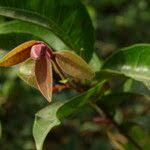 Image result for Combretum paniculatum