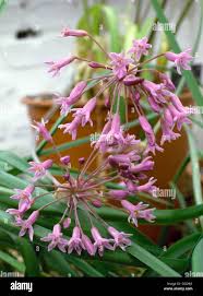 Image result for Tulbaghia fragrans