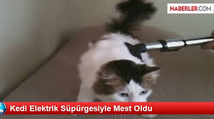 Şarjlı ve dikey süpürge ürünleri binlerce marka ve uygun fiyatları ile n11.com'da! Kedi Elektrik Supurgesiyle Mest Oldu Dailymotion Video
