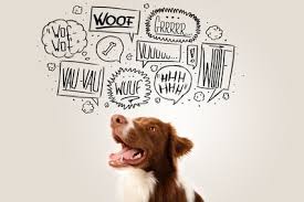 Schöne Hundesprüche Und Zitate Alles Dogde