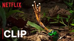 Just how serious is the problem of the killer fungus? Our Planet Fungus Clip Netflix Youtube