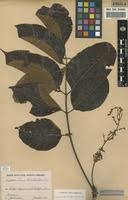 Image result for Lannea welwitschii