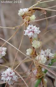 Image result for Cuscuta planiflora