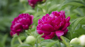 Gefeiert wird von den gläubigen die entsendung des heiligen geistes. Pfingstrose Bluhende Freude Zu Pfingsten