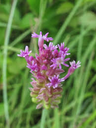 Image result for Polygala