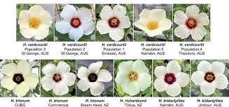 Image result for Hibiscus tridactylites