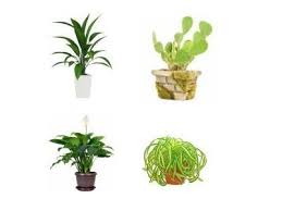 A Z List Of House Plants Common And Scientific Names Low Light House Plants Indoor Plants Low Light Low Light Plants