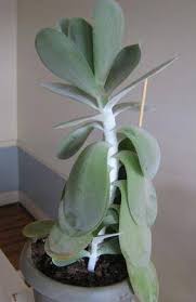 My flapjack paddle plant is clearly a happy succer, but why did it lose its color? Help Id My Paddle Plant And Why Is It Drooping