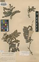 Image result for Scorodophloeus