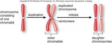 Check spelling or type a new query. When The Sister Chromatids Are Joined In The Centromere Why Is It Stated That The Number Of Chromosomes Is 46 And Not 72 Quora