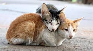 Todo lo que siempre quiso saber sobre el sexo (de los gatos) y no se  atrevió a preguntar