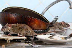Sacramento pest control & exterminator services. Fast Action Pest Control Elk Grove Insect Rodent Exterminators