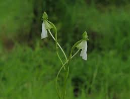 Image result for Habenaria laurentii