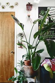 Giant Bird Of Paradise Houseplant Giant Bird Of Paradise Philodendron Burle Marx Alocasia Polly Dendrobium Orchid Parsley Aralia Dendrobium Orchids House Plants Begonia Maculata
