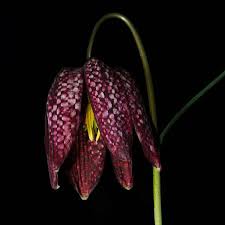 Flowers are the most beautiful and amazing gifts from nature to us. 11 Of The Worlds Most Unusual Flowers Avas Flowers