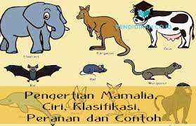 Pengertian Mamalia Ciri Klasifikasi Peranan Dan Contoh