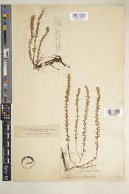 Image result for Micromeria imbricata