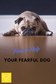 How late is too late to help a fearful dog? The Proven Way To Help Your Fearful Dog Dogs Training Your Dog Dog Behavior