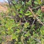 Image result for Pyrostria phyllanthoidea