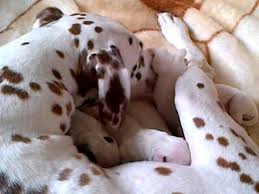 A newborn litter of dalmatian puppies isn't recognizable by their spots. New Born Dalmatian Pups Youtube
