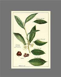 Tea Plant Print Botanical Print Tea Leaves Poster Kitchen Etsy In 2021 Green Tea Plant Tea Leaves Tattoo Tea Plant