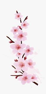 Transparent Cherry Blossom Png Cherry Blossom Branch Design Png Download Blossom Tree Tattoo Cherry Blossom Painting Cherry Blossom Tree Tattoo