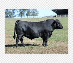 Brahman cattle have a very distinctive appearance with a hump over the shoulders, loose skin under the throat, and large drooping ears; Bull Angus Cattle Brangus Brahman Cattle Horn Angus Cattle Cow Goat Family Grass Ox Png Pngwing