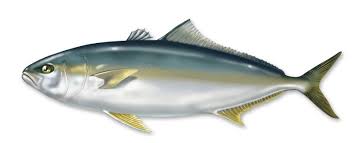 Hamachi Yellow Tail Amberjack Amberjack Seriola Dumerili Fish Fish Illustration Japanese Fish