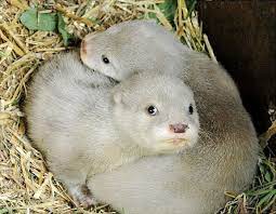 Albino Animals Slide 49 Albino Animals Cute Animals Animals