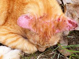 Cat health, cat tips, dr. Ringworm In Dogs Cats Symptoms Treatment Bow Wow Meow